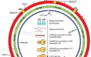 Ученые создали искусственную бактерию