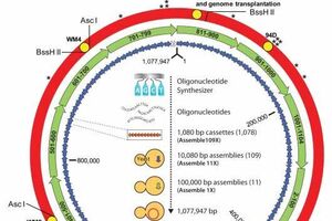 Ученые создали искусственную бактерию
