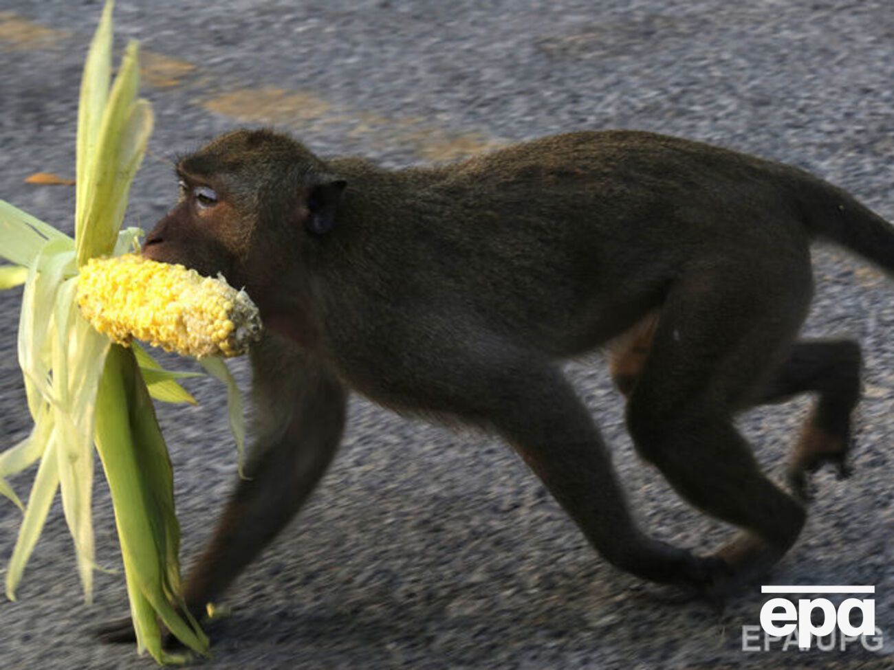 Российские ученые при минобороне хотят купить макак-резусов по 300 тыс. руб.