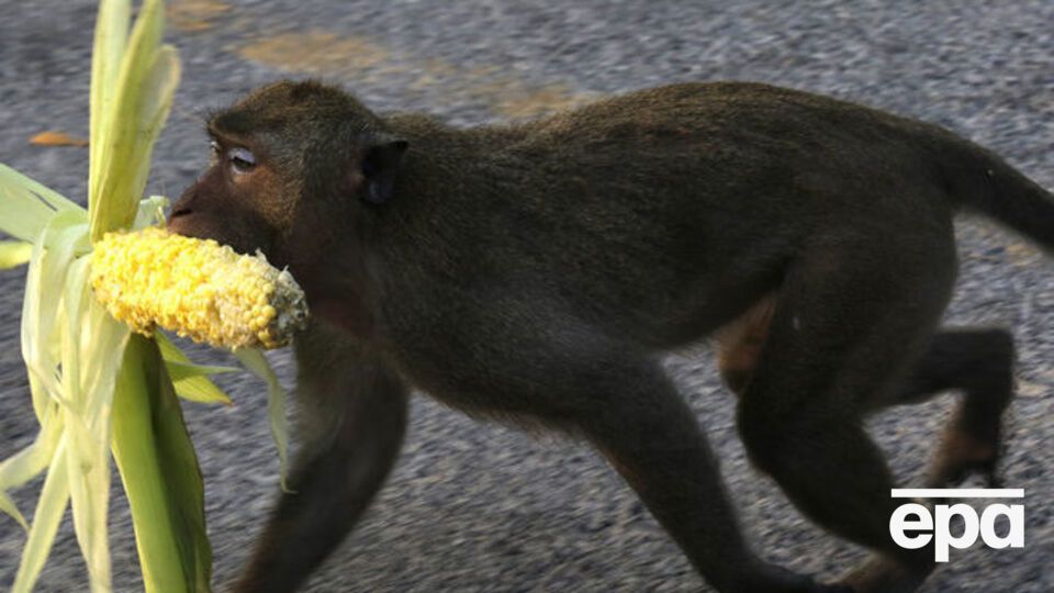 Российские ученые при минобороне хотят купить макак-резусов по 300 тыс. руб.