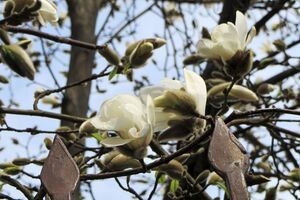 Первые магнолии расцвели в Ужгороде. Фоторепортаж