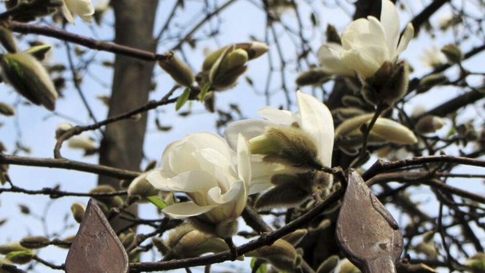 Первые магнолии расцвели в Ужгороде. Фоторепортаж
