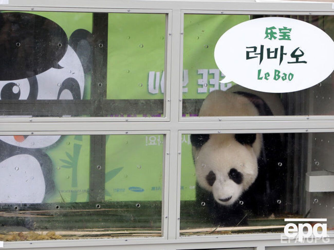 Панды прибыли в Южную Корею
