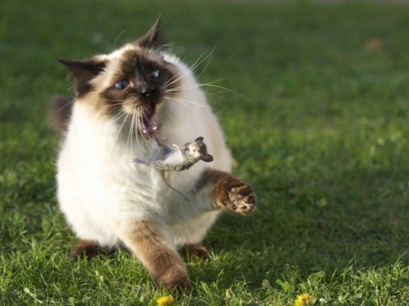 Автор петиции: Бандера не всем по душе, а котиков все любят