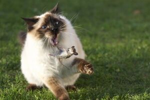 Автор петиции: Бандера не всем по душе, а котиков все любят