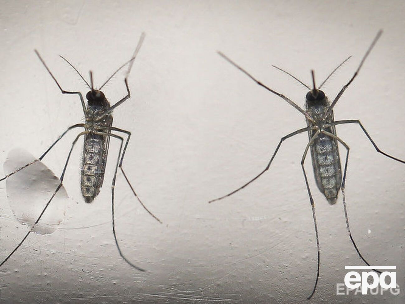 Google&nbsp;планирует собрать дополнительно $500 тысяч&nbsp;среди своих работников&nbsp;для организаций здравоохранения для борьбы с вирусом Зика