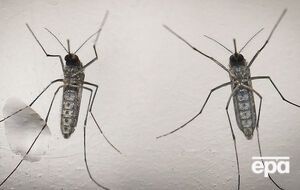 Google планирует собрать дополнительно $500 тысяч среди своих работников для организаций здравоохранения для борьбы с вирусом Зика