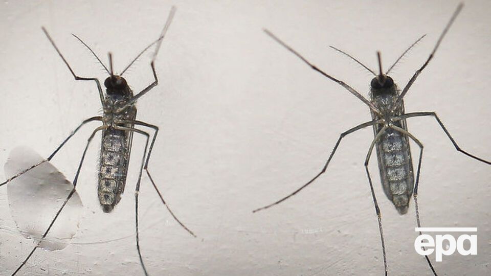 Google планирует собрать дополнительно $500 тысяч среди своих работников для организаций здравоохранения для борьбы с вирусом Зика