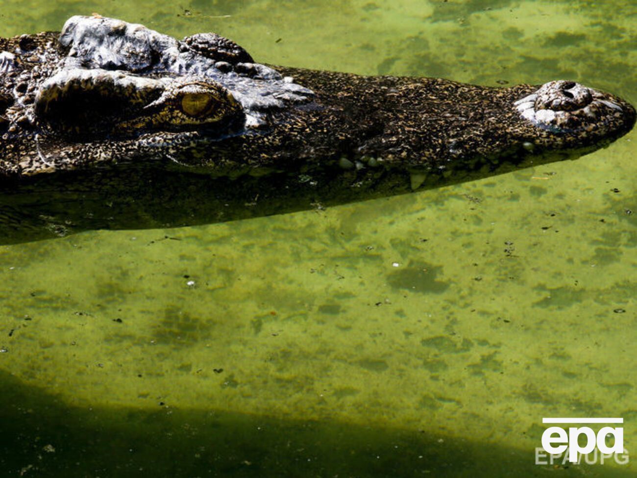 Крокодил растерзал туриста