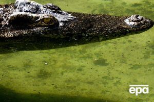 Крокодил растерзал туриста