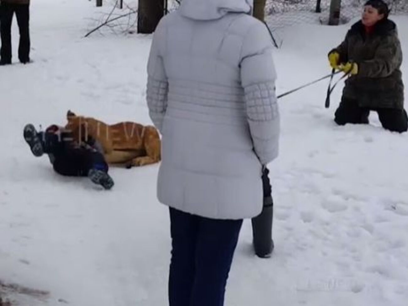 Львенок атаковал ребенка