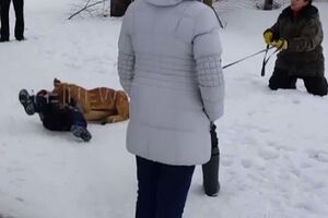 Львенок атаковал ребенка