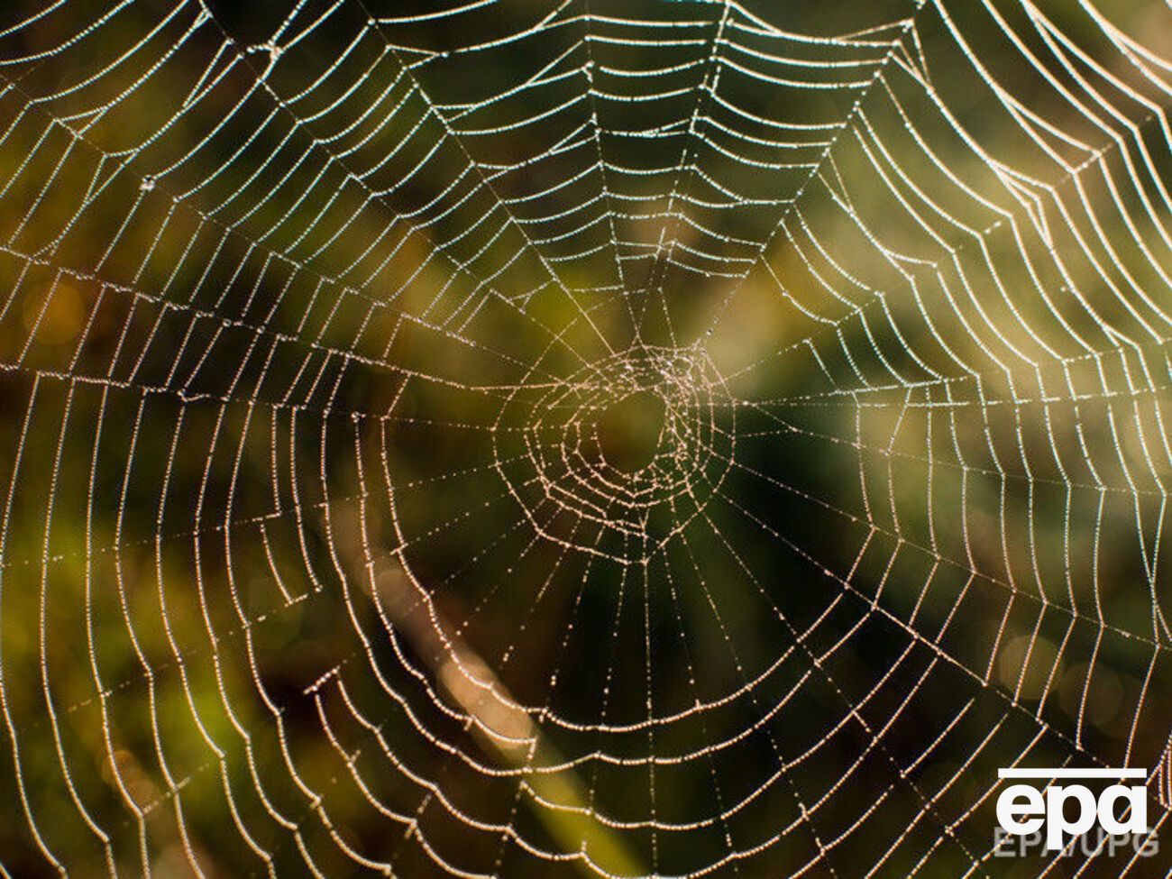 Ученые: Сиднейские пауки не опасны для людей