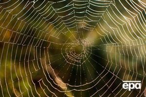 Ученые: Сиднейские пауки не опасны для людей