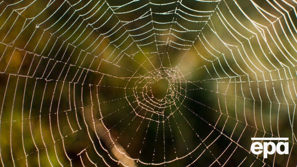 Ученые: Сиднейские пауки не опасны для людей