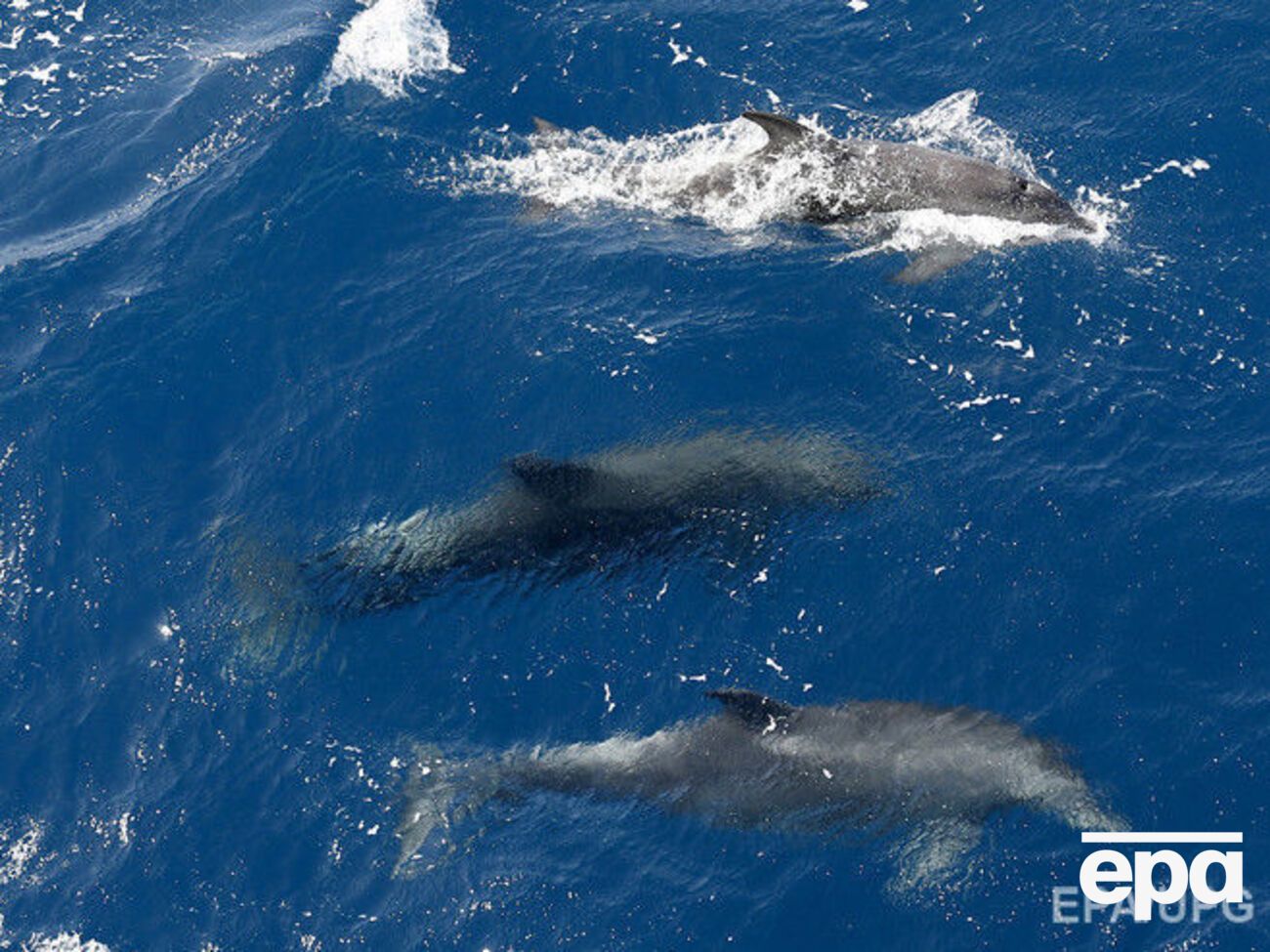 РФ хочет пополнить войска дельфинами