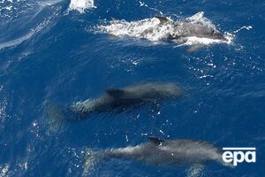 РФ хочет пополнить войска дельфинами