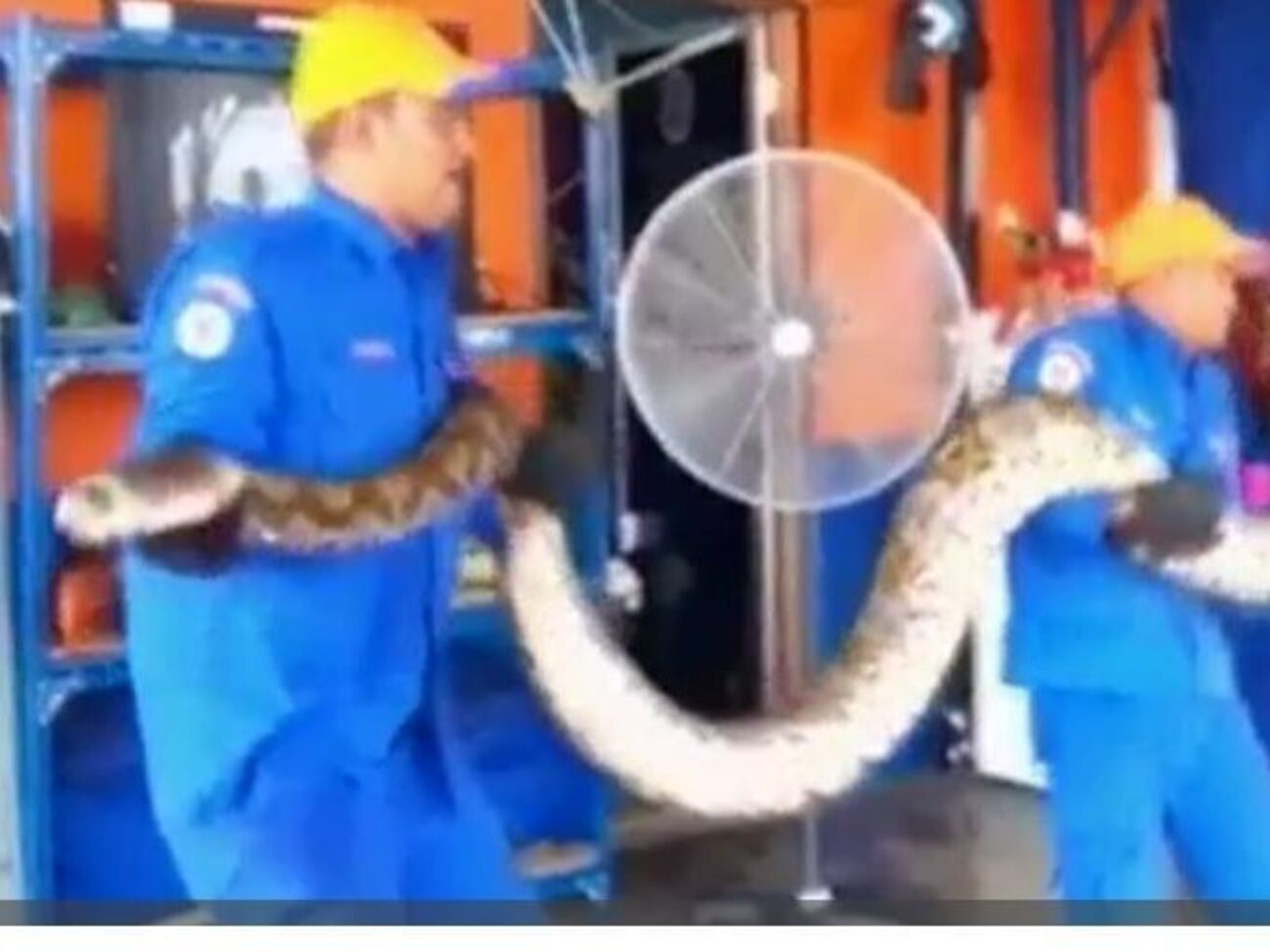 Перед смертью рептилия&nbsp;отложила яйца