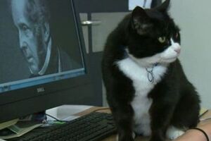 Палмерстон и его тезка