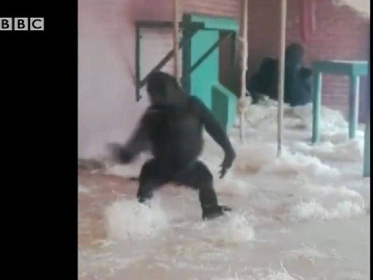 Горилла устроила танцы в клетке зоопарка