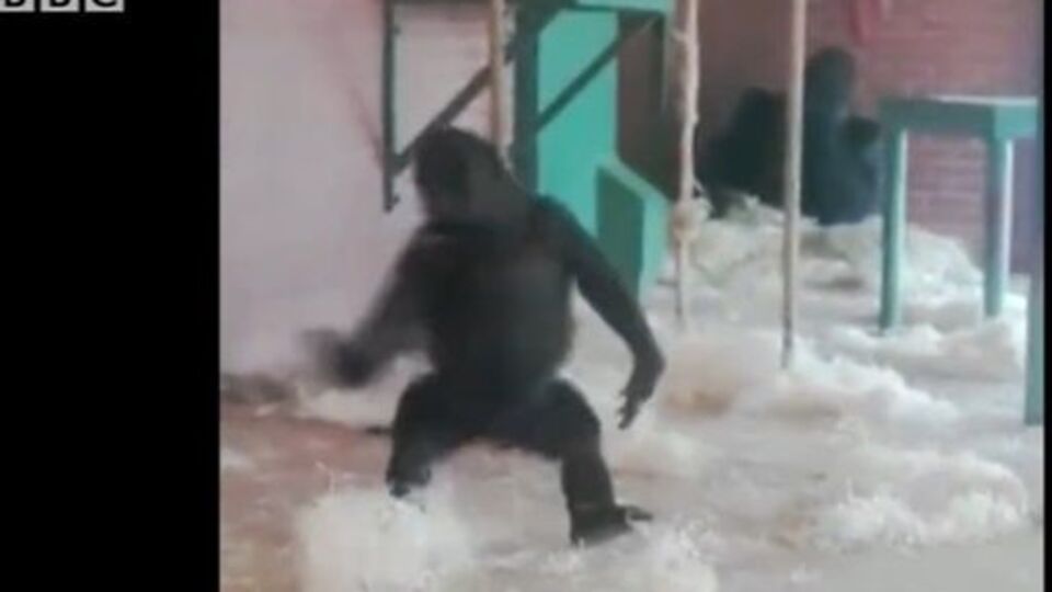 Горилла устроила танцы в клетке зоопарка