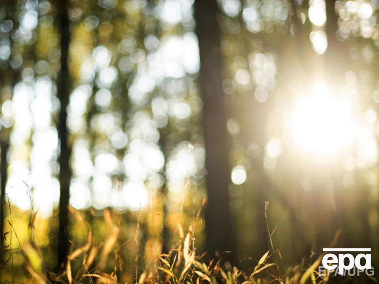 Синоптики пообещали прохладное лето в Украине