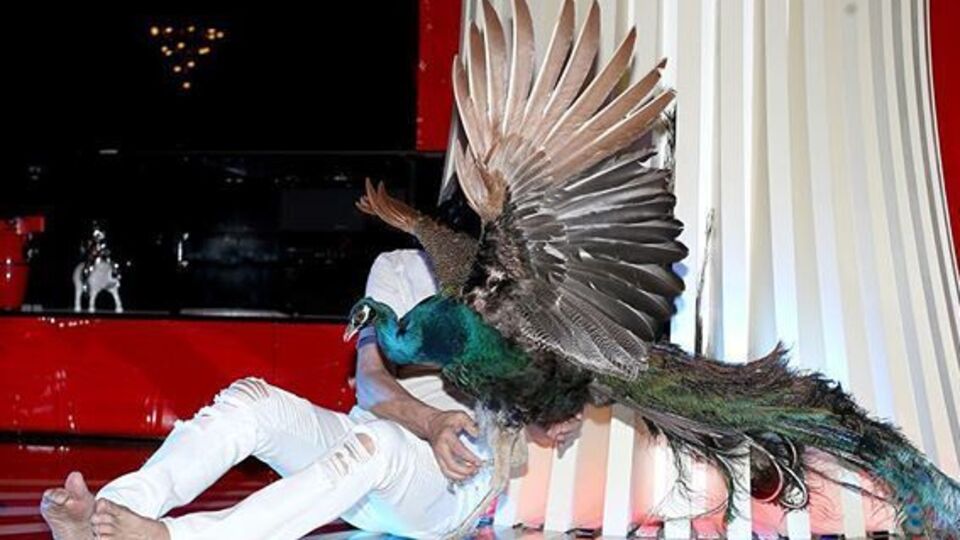 Алибасов: В день рождения великой певицы Аллы решил подарить ей гигантского индийского павлина, чтобы он красиво и гордо украшал двор великолепного замка