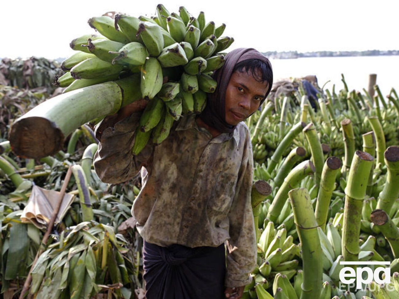 Бананы составляют значительную часть рациона жителей стран третьего мира, поэтому их исчезновение может привести к голоду