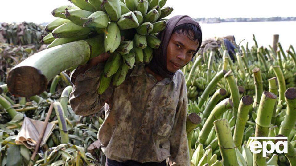 Бананы составляют значительную часть рациона жителей стран третьего мира, поэтому их исчезновение может привести к голоду