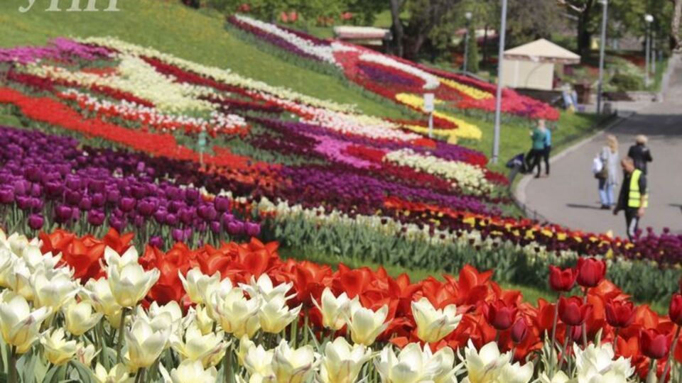 Для создания цветочных композиций специалисты "Киевзеленстроя" высадили около 250 тысяч луковиц