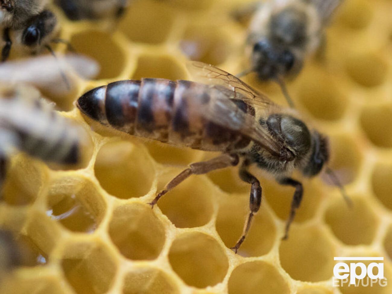 Цены на пчел стремительно растут