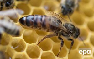 Цены на пчел стремительно растут