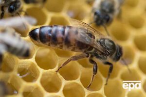 Цены на пчел стремительно растут