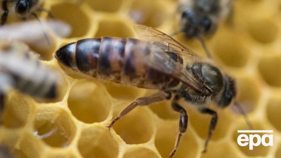 Цены на пчел стремительно растут