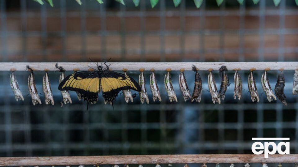 Личинки должны были превратиться в бабочек в Украине
