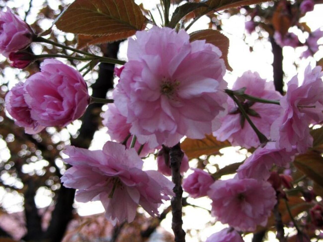 Первые цветы на веточках японской вишни распустились в центре Ужгорода
