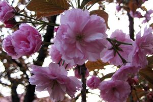 Первые цветы на веточках японской вишни распустились в центре Ужгорода