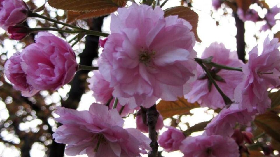 Первые цветы на веточках японской вишни распустились в центре Ужгорода