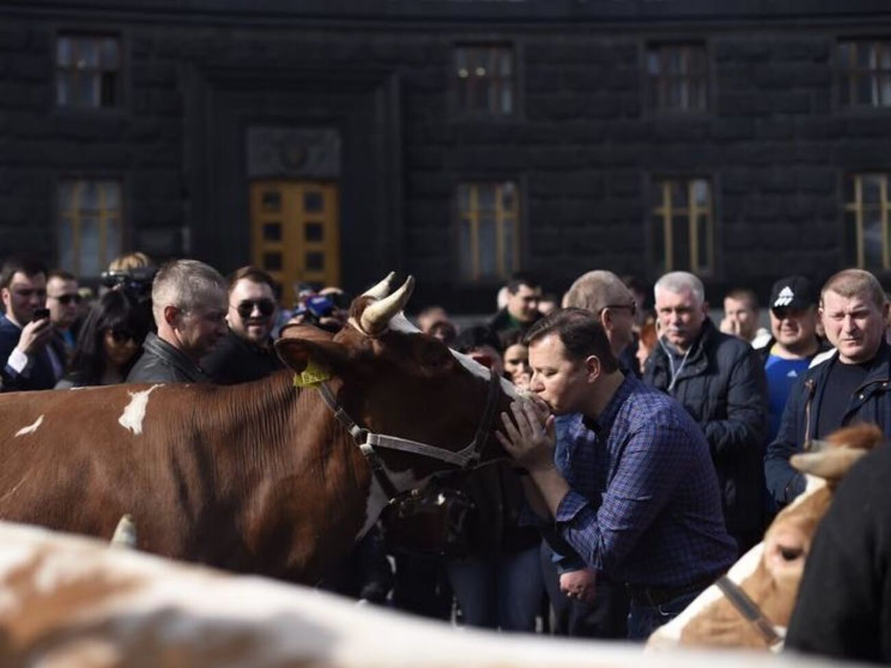 Ляшко целовался с коровами под Кабмином. Фоторепортаж