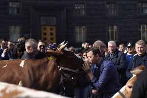 Ляшко целовался с коровами под Кабмином. Фоторепортаж