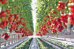 Продукция "изъята и уничтожена на Керченском полигоне твердых бытовых отходов методом захоронения"