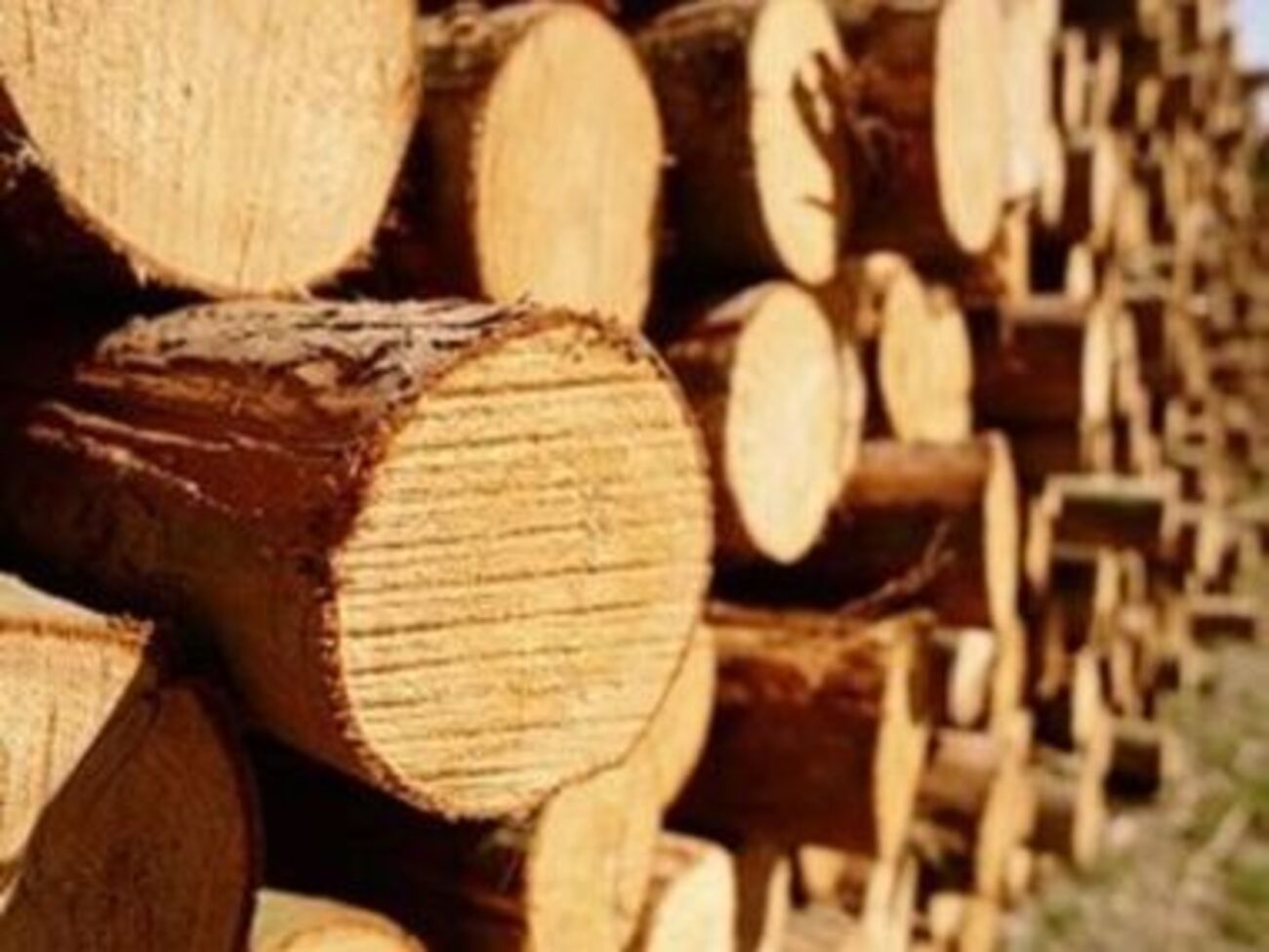 В Кабмине решили бороться с незаконными вырубками леса