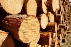 В Кабмине решили бороться с незаконными вырубками леса