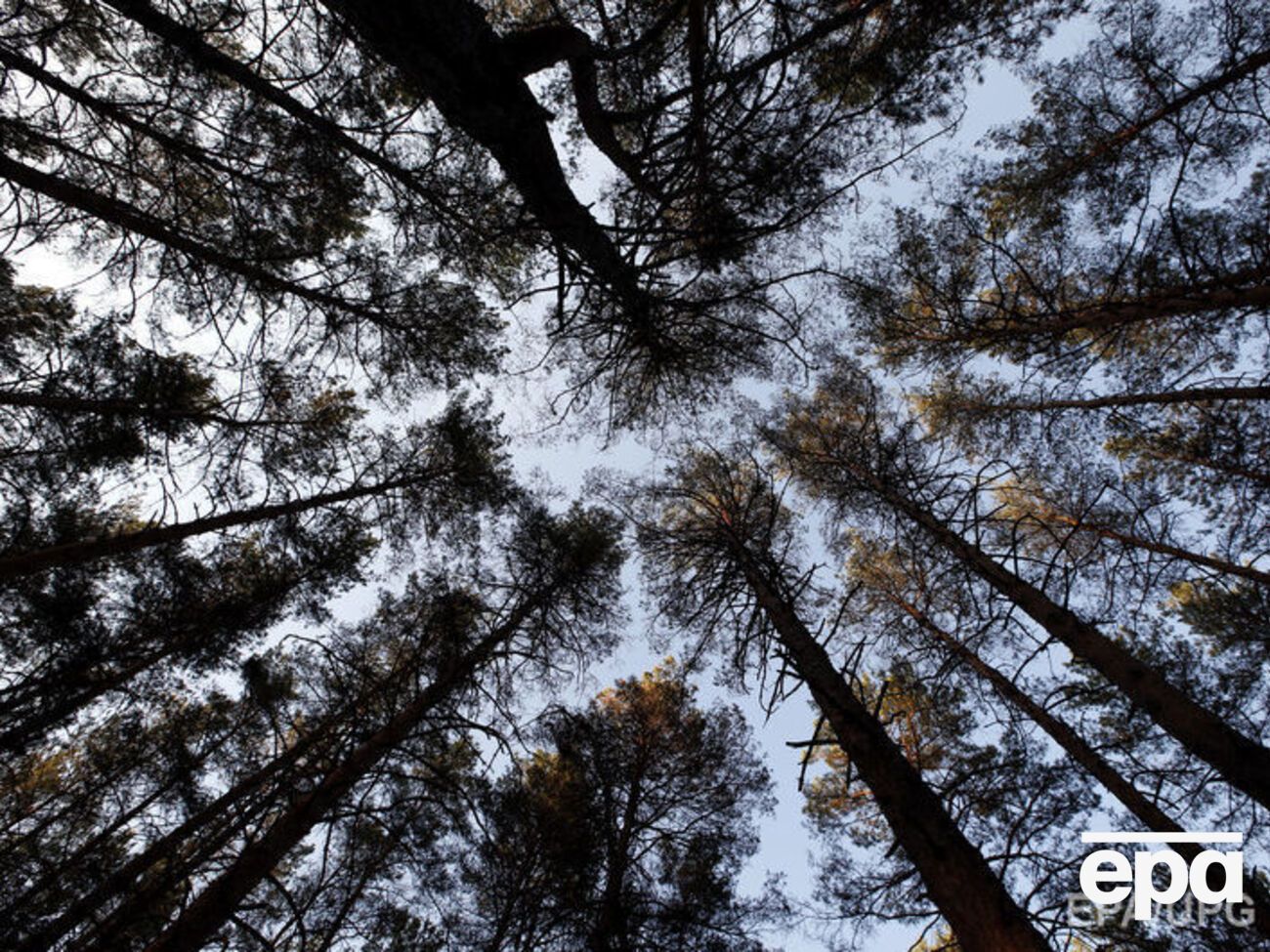 Кабмин собирается реформировать природоохранную сферу