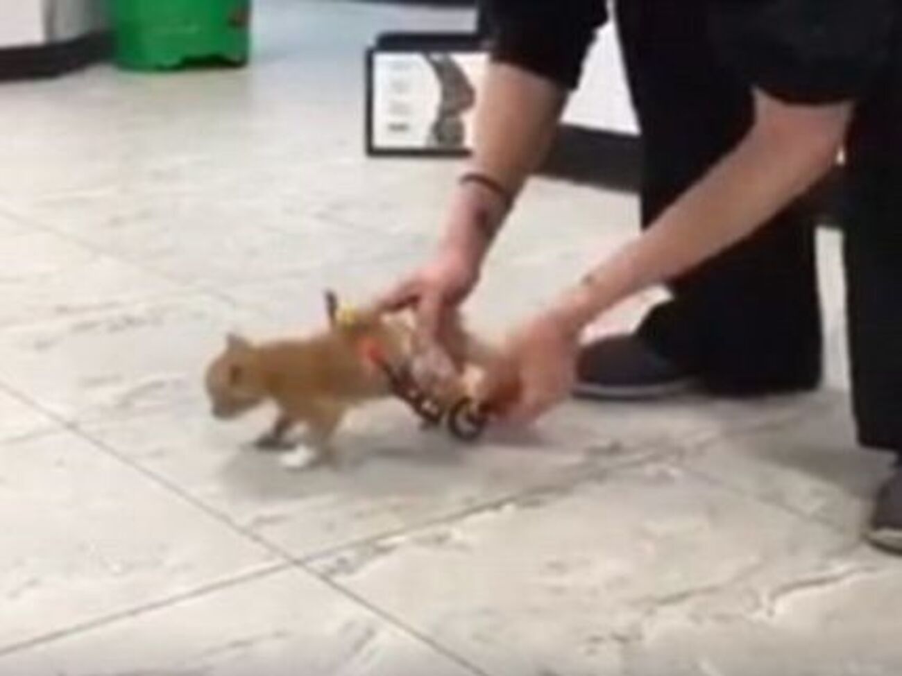 Котенок передвигается с помощью конструкции на колесиках