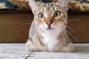 Кот внимательно наблюдал за происходящем на экране