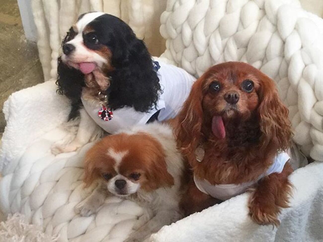 Знаменитые собаки стали участницами модного шоу