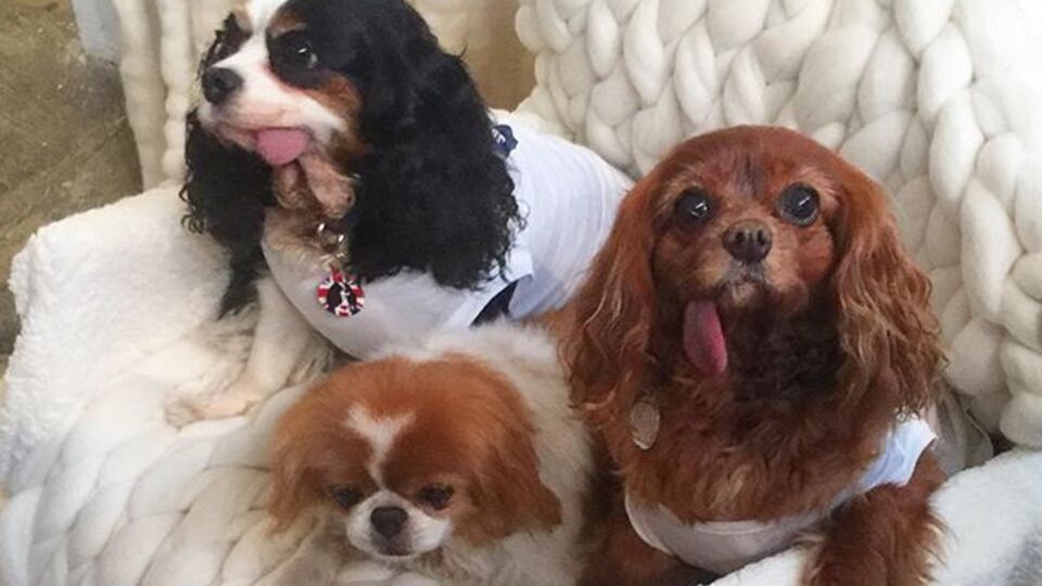 Знаменитые собаки стали участницами модного шоу