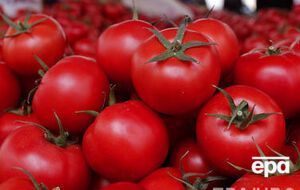 ГМО-продукты оказались безопасными