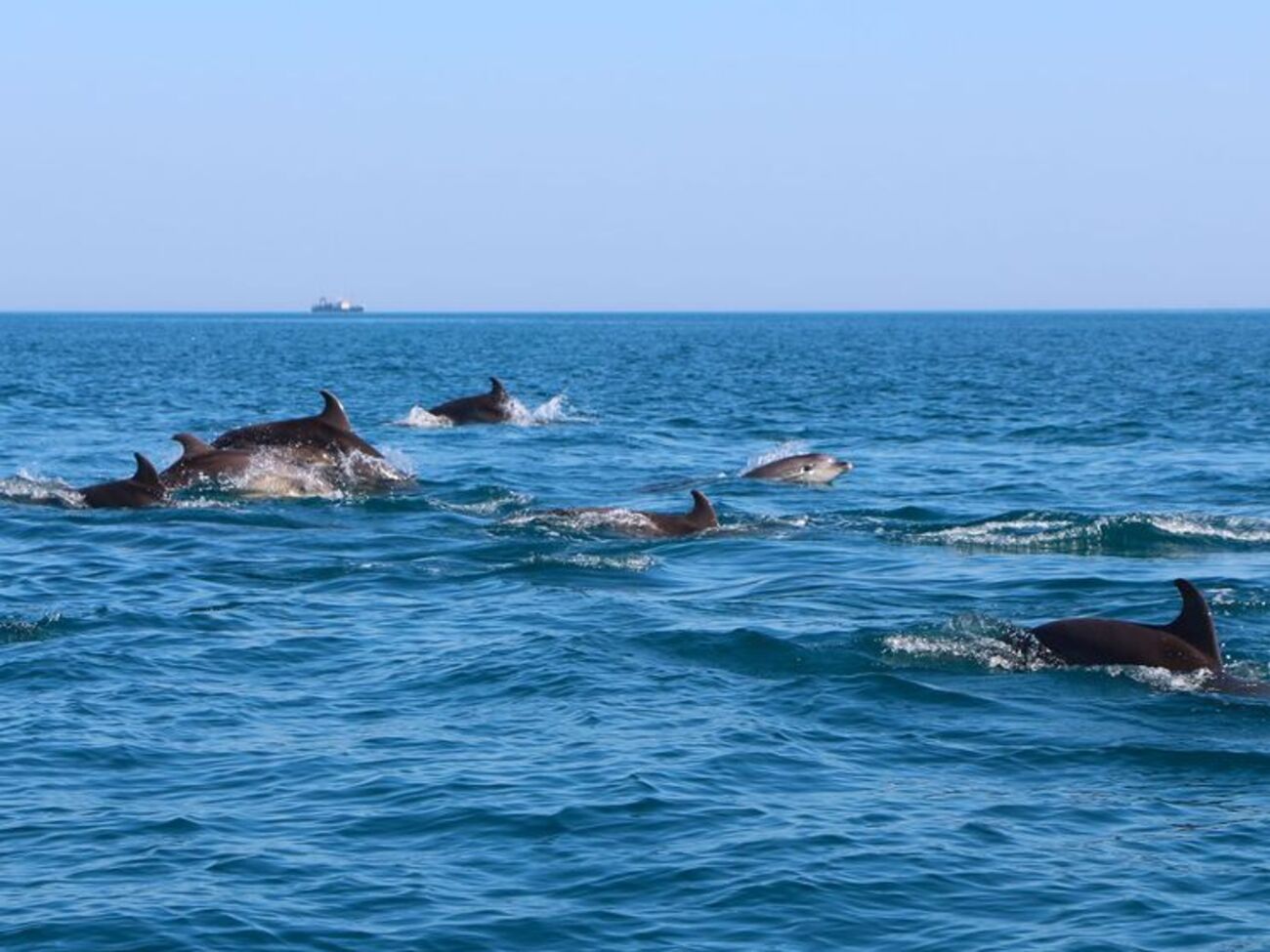 По словам биологов, дельфины способны пересечь место строительства за несколько минут, но не могут "решиться на это" из-за шума